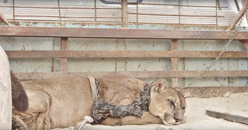 Circus Lion Embraces Freedom After Being Imprisoned For 20 Years