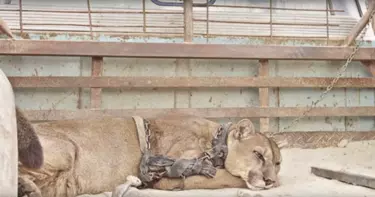 Circus Lion Embraces Freedom After Being Imprisoned For 20 Years