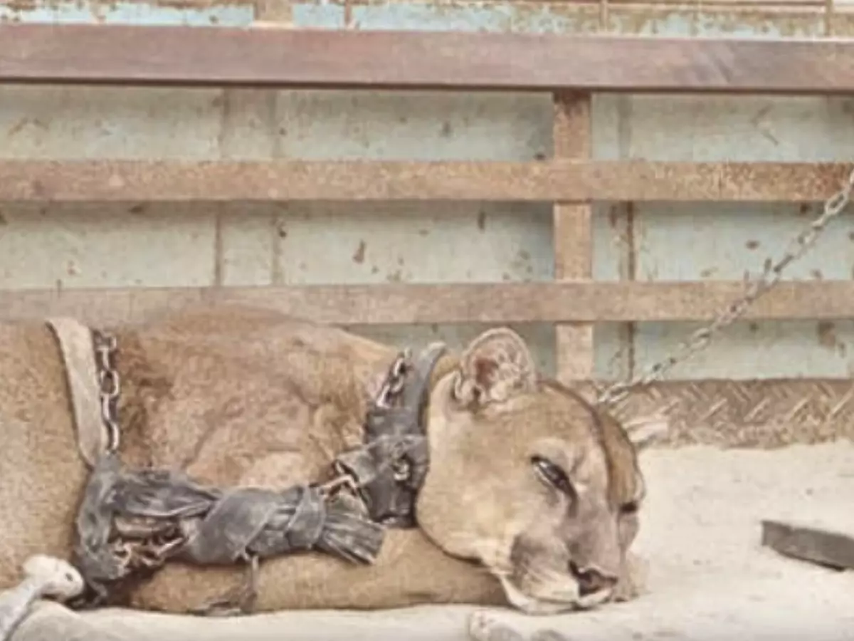 Circus Lion Embraces Freedom After Being Imprisoned For 20 Years