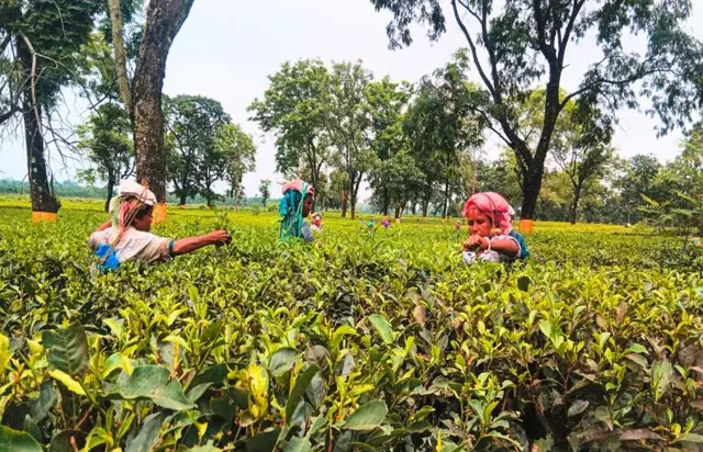State’s new measures to reopen closed gardens State’s new measures to reopen closed gardens