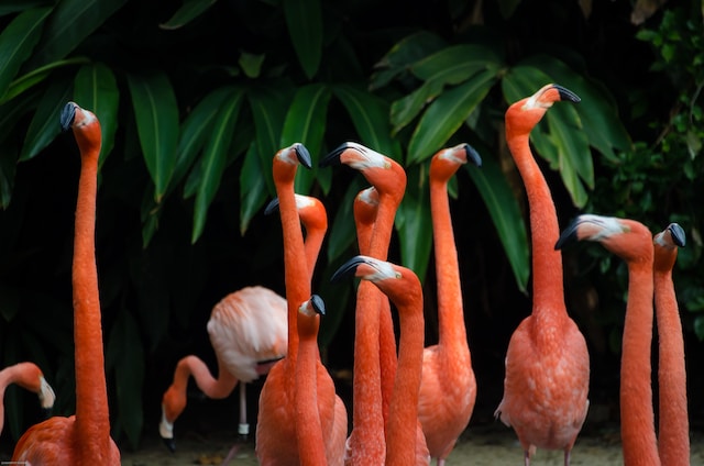 Flamingos appear in Florida after Hurricane Idalia