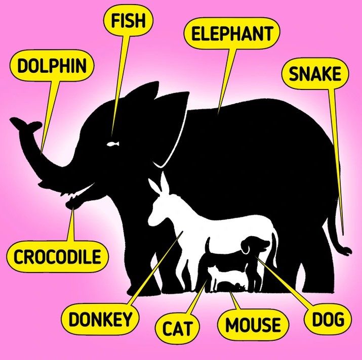 howmanyanimalscanyouspotinpictureopticalillusioniqtestanswer-64fda79176f9a