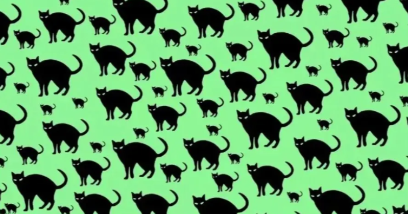 Try This Optical Illusion In 14 Seconds: Spot The Rat In The Group Of Black Cats