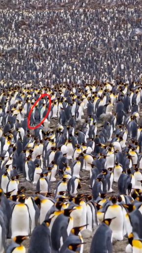In 5 Seconds, Find The Girl Among The Penguins With This Mind-bending Optical Illusion