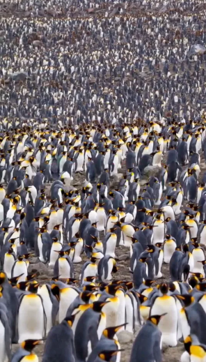 In 5 seconds, find the girl among the penguins with this amazing optical illusion