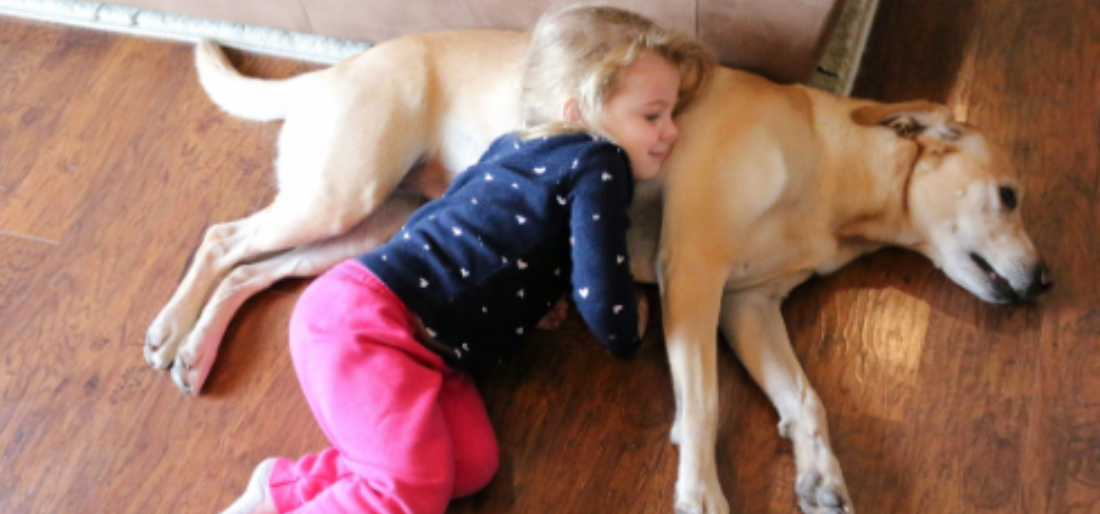 A Lost Toddler Is Found Asleep Using The Family Dog As A Pillow(01)