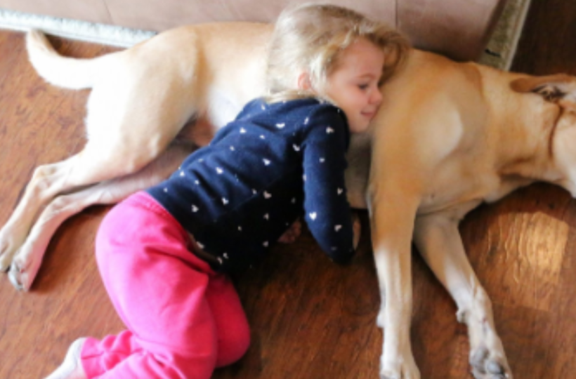 A Lost Toddler Is Found Asleep Using The Family Dog As A Pillow