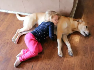 It Was Discovered That The Family Dog Was Being Used As A Pillow By A Lost Toddler In The Woods