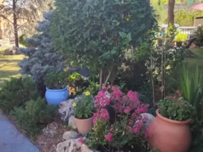 It's Your Turn To Spot The Hidden Cat Among The Plant Pots In This Optical Illusion Challenge