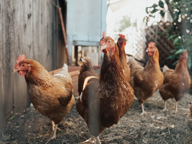 Japanese Scientists Use AI To Translate Chicken