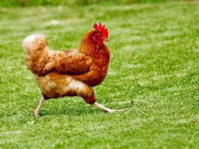 chickens stolen in cuba