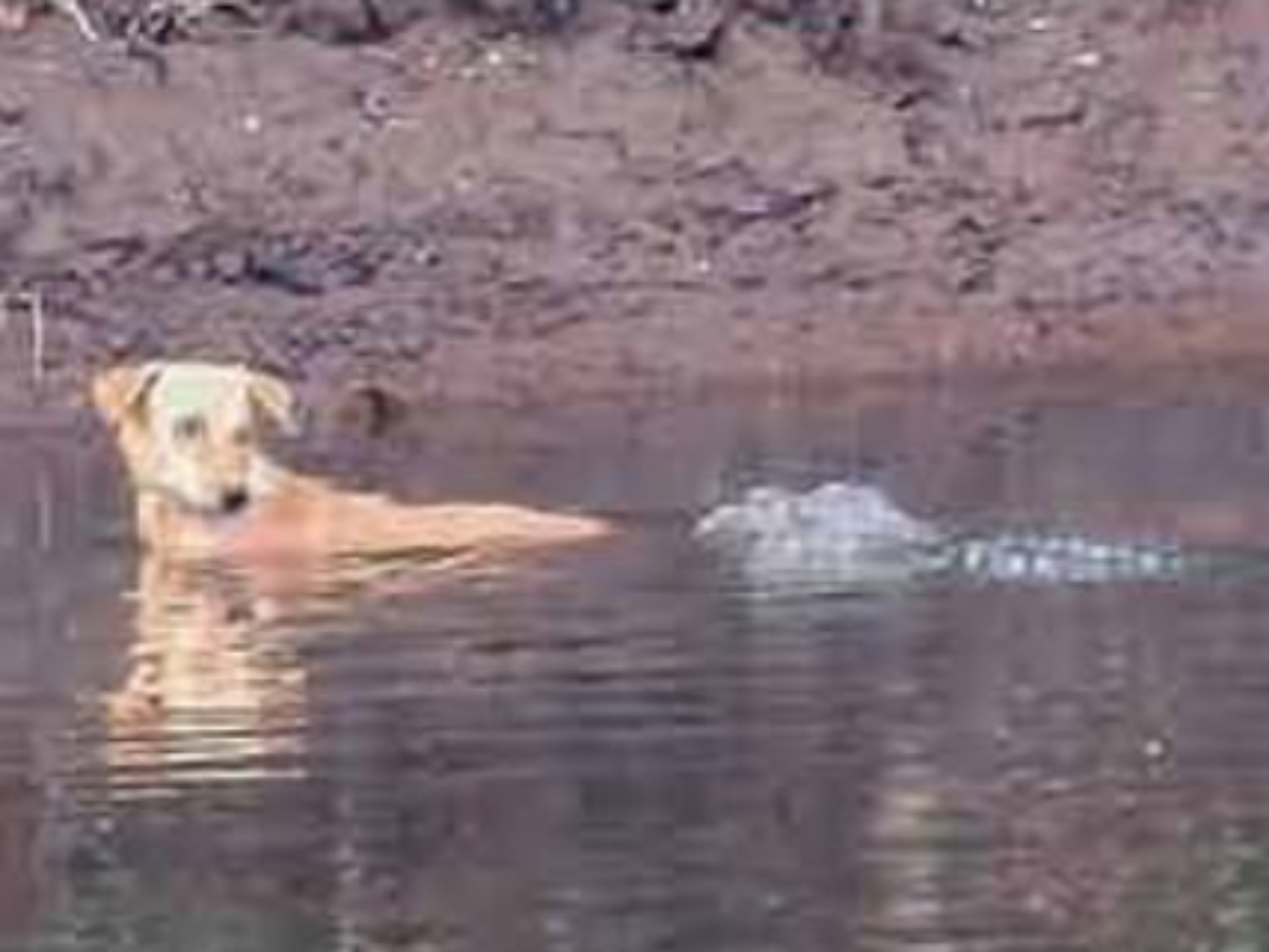 Kind Crocodile Saved Lost Dog In River