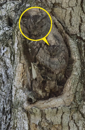 Optical illusion test: discover the owl hidden in this tree