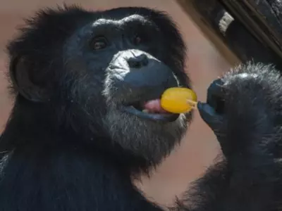 Over A Rare Winter Heat Wave, The Rio Zoo In Brazil Uses Ice Pops To Cool Down Monkeys