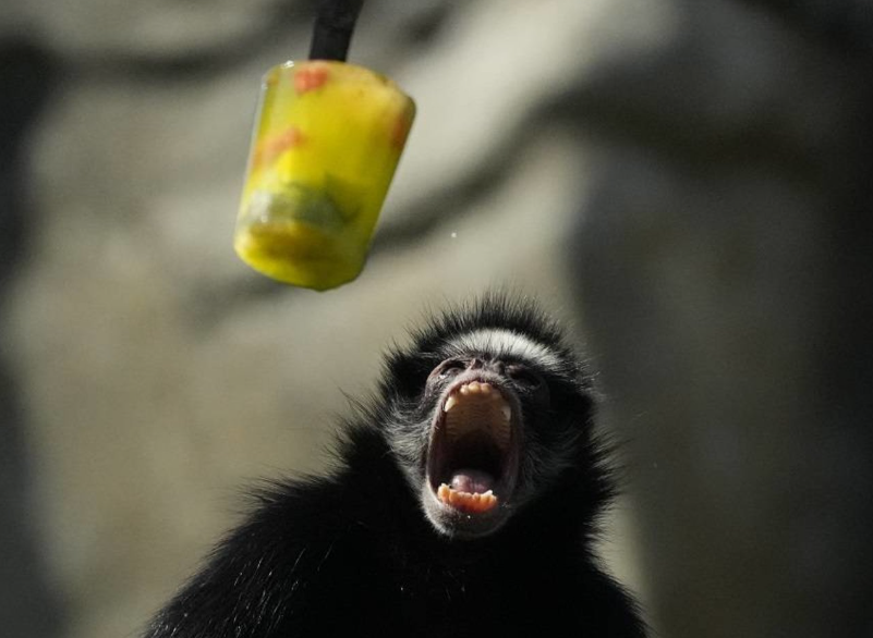 Over A Rare Winter Heat Wave, The Rio Zoo In Brazil Uses Ice Pops To Cool Down Monkeys