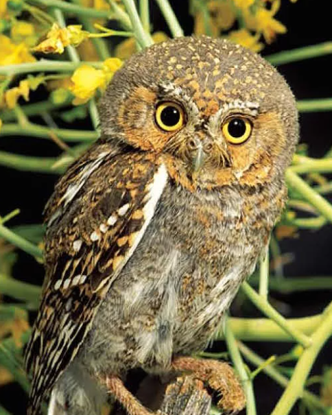 There is no owl smaller than the elf owl