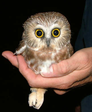 smallest owl in the world