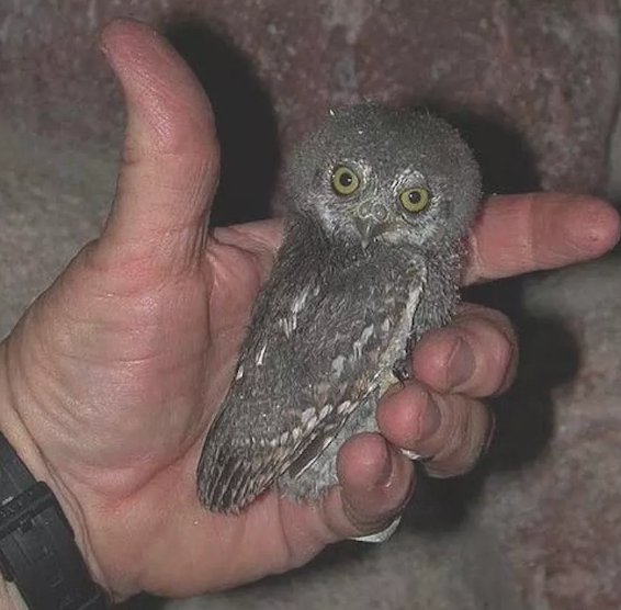 There is no owl smaller than the elf owl