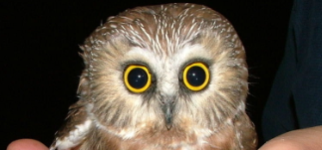 Check Out The Smallest Owl In The World- Elf Owl