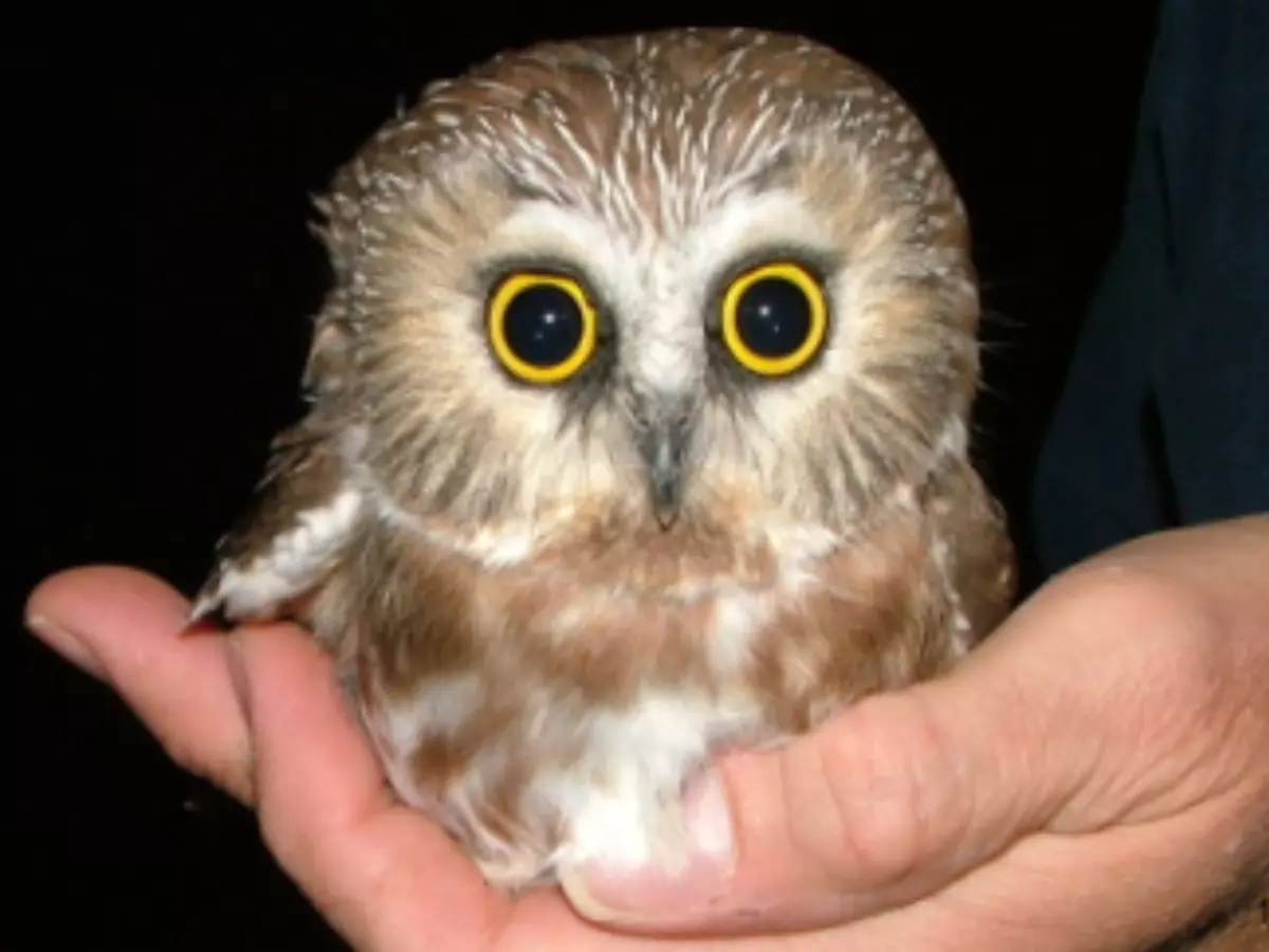 There Is No Smaller Owl Than The Elf Owl