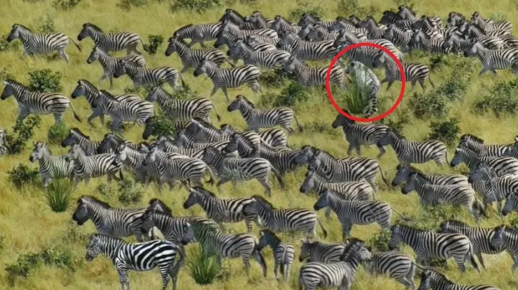 This Brainteaser Will Test Your Ability To Spot A Tiger Hiding Among Zebras In Less Than 10 Seconds
