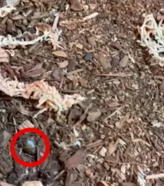 This Illusion Is All About Spotting The Camouflaged Sleeping Lizard