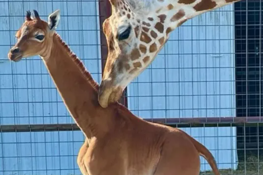 We finally have a name for the rare giraffe born without spots – check it out!