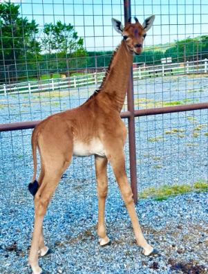 We finally have a name for the rare giraffe born without spots – check it out!