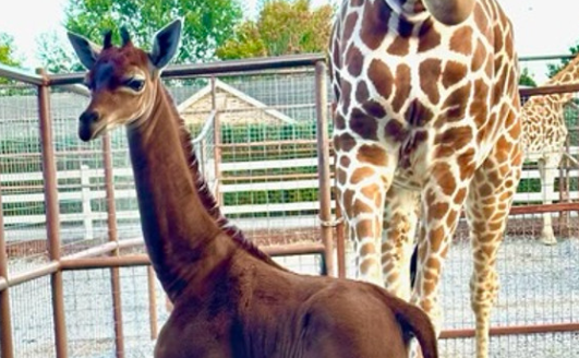 We finally have a name for the rare giraffe born without spots – check it out!