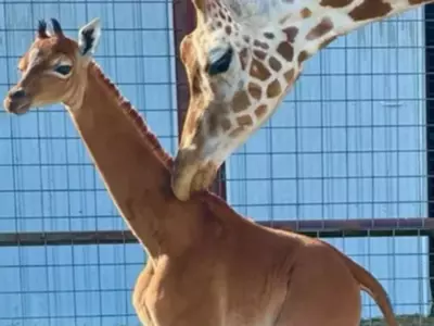 We Finally Have A Name For The Rare Giraffe Born Without Spots - Check It Out!