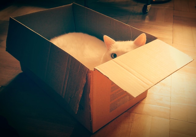 Why cats love empty boxes