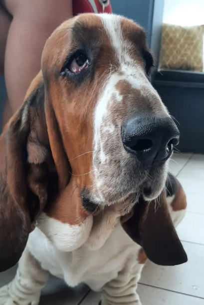 Woman Buys Her Basset Hound Facelift