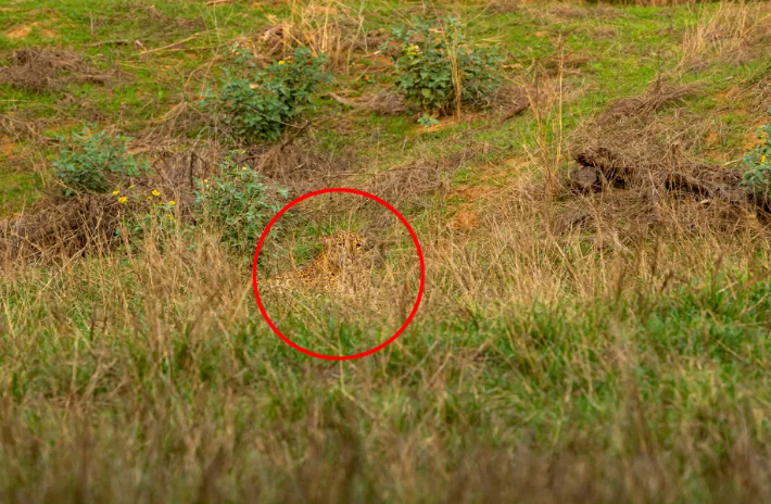 You need to spot the wild leopard camouflaged in the green monsoon grass in this viral optical illusion