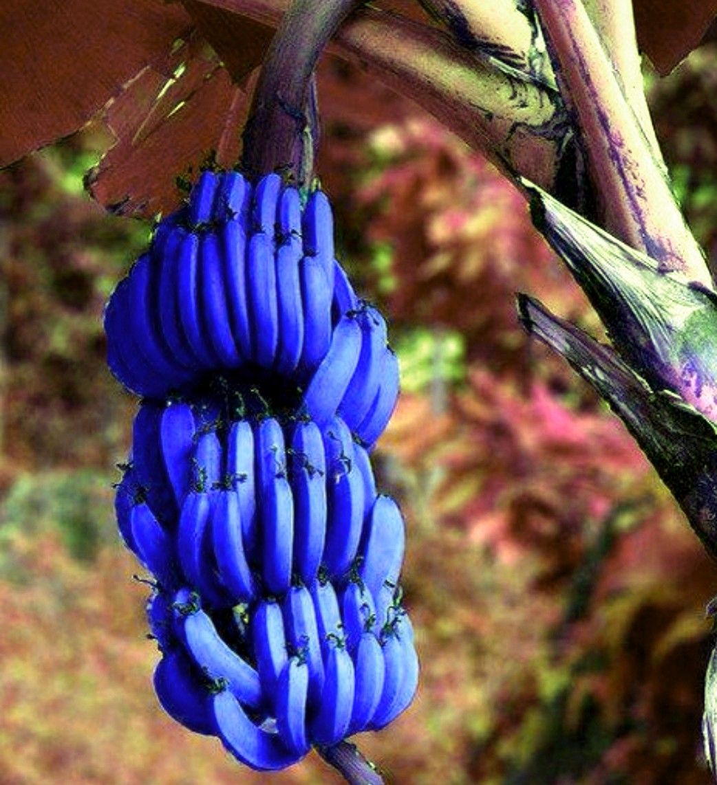 Blue Java banana Tastes Just Like Vanilla Icecream