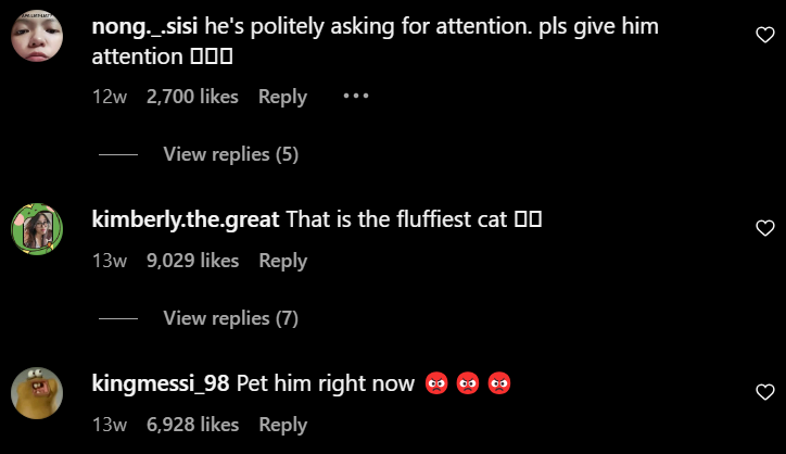 cat comments 