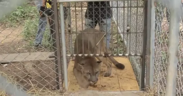 Circus Lion Embraces Freedom After Being Imprisoned For 20 Years