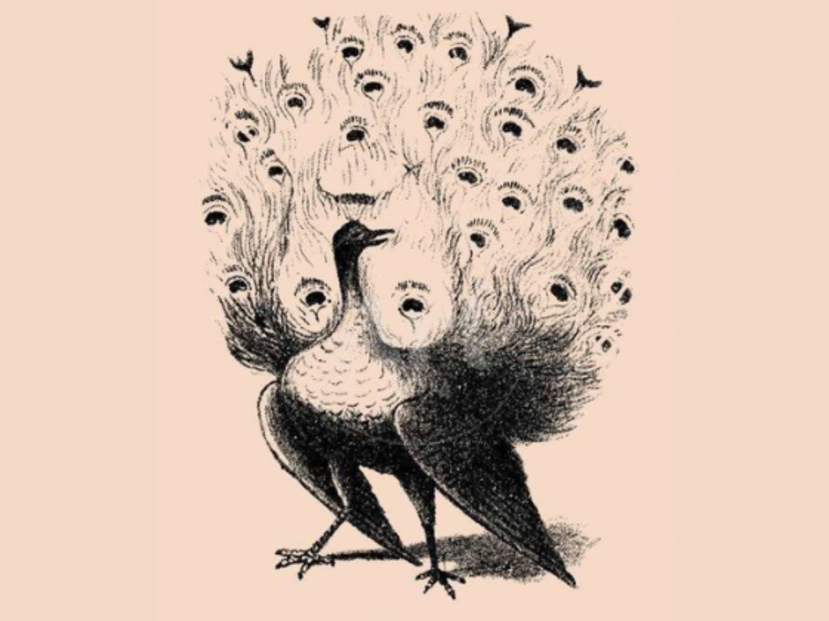 peacock optical illusion