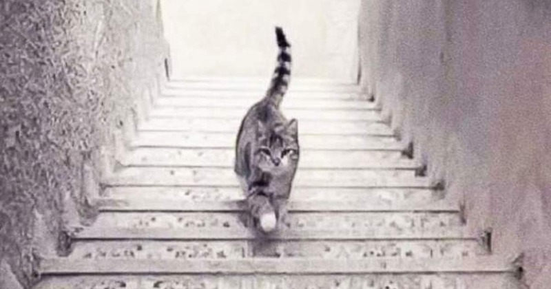 quot I Felt Sorry quot : Vietnamese Eatery Owner Who Killed 300 Cats A Month For