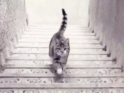 what-type-of-illusion-is-the-cat-on-the-steps-650435b9adc48-650ec7583571e