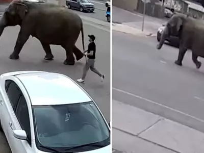 A Circus Elephant Escapes From The Circus And Wanders Around The Streets Of Montana