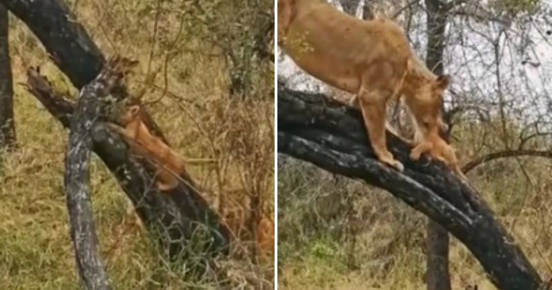 Stunning Video Shows Lioness Teaching Her Cubs How To Climb A Tree