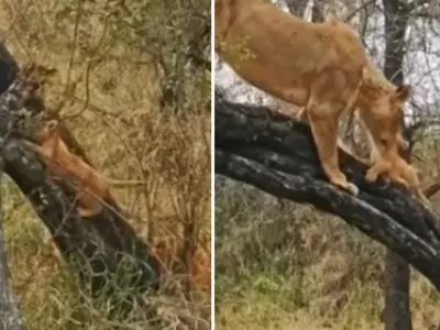 A Lioness In South Africa Teaches Her 4 Cubs How To Climb A Tree