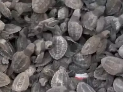 Bureaucrat Shares Video Of Ancient Turtle Species