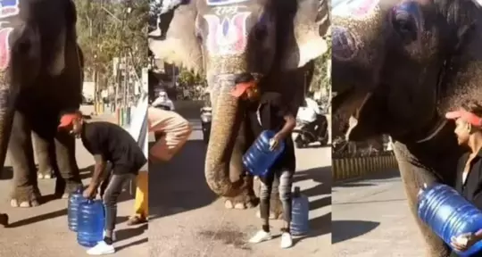 Watch: Young Hero Quenches Thirst Of Elephant In Scorching Summer