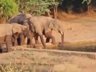 Forest Officials Create Pond To Provide Water For Elephants In Tamil Nadu