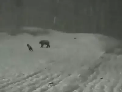 Fresh Snow Falls On Sonamarg In Jammu And Kashmir Spots A Bear