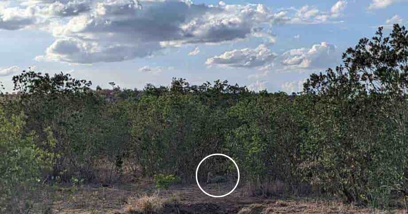 Optical Illusion: Spot The Hidden Leopard In The Jungle In 8 Seconds