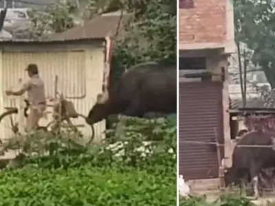 In A Video Shared By An Ifs Officer, A Furious Gaur Throws A Man In The Air After Provoking It