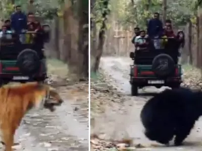 In Uttar Pradesh A Tiger Chases A Sloth Bear, Terrifying Tourists