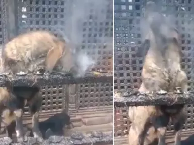 The Goat In Nepal Is Inhaling And Exhaling The Smoke Produced By Incense